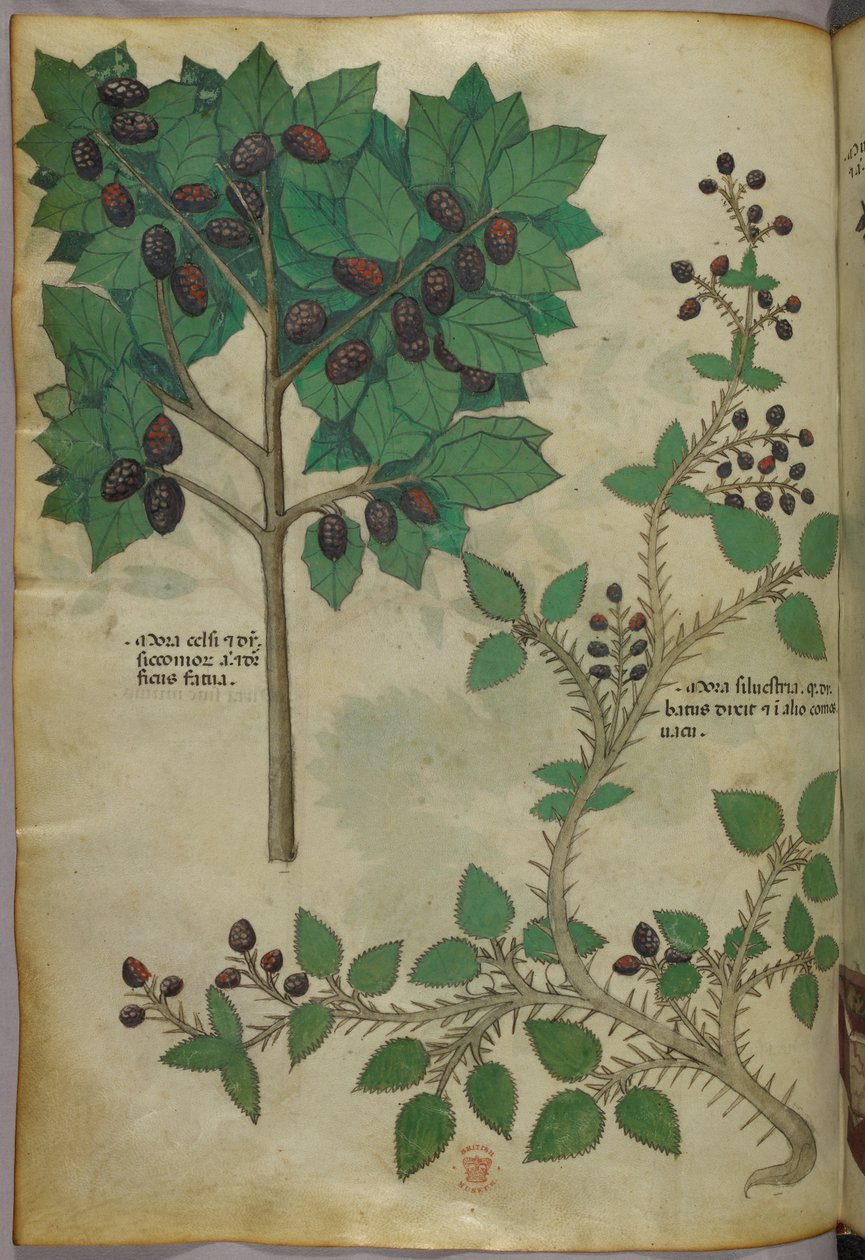 Botanisk illustration, ca 1440 (bläck  färg på pergament) av Italian School