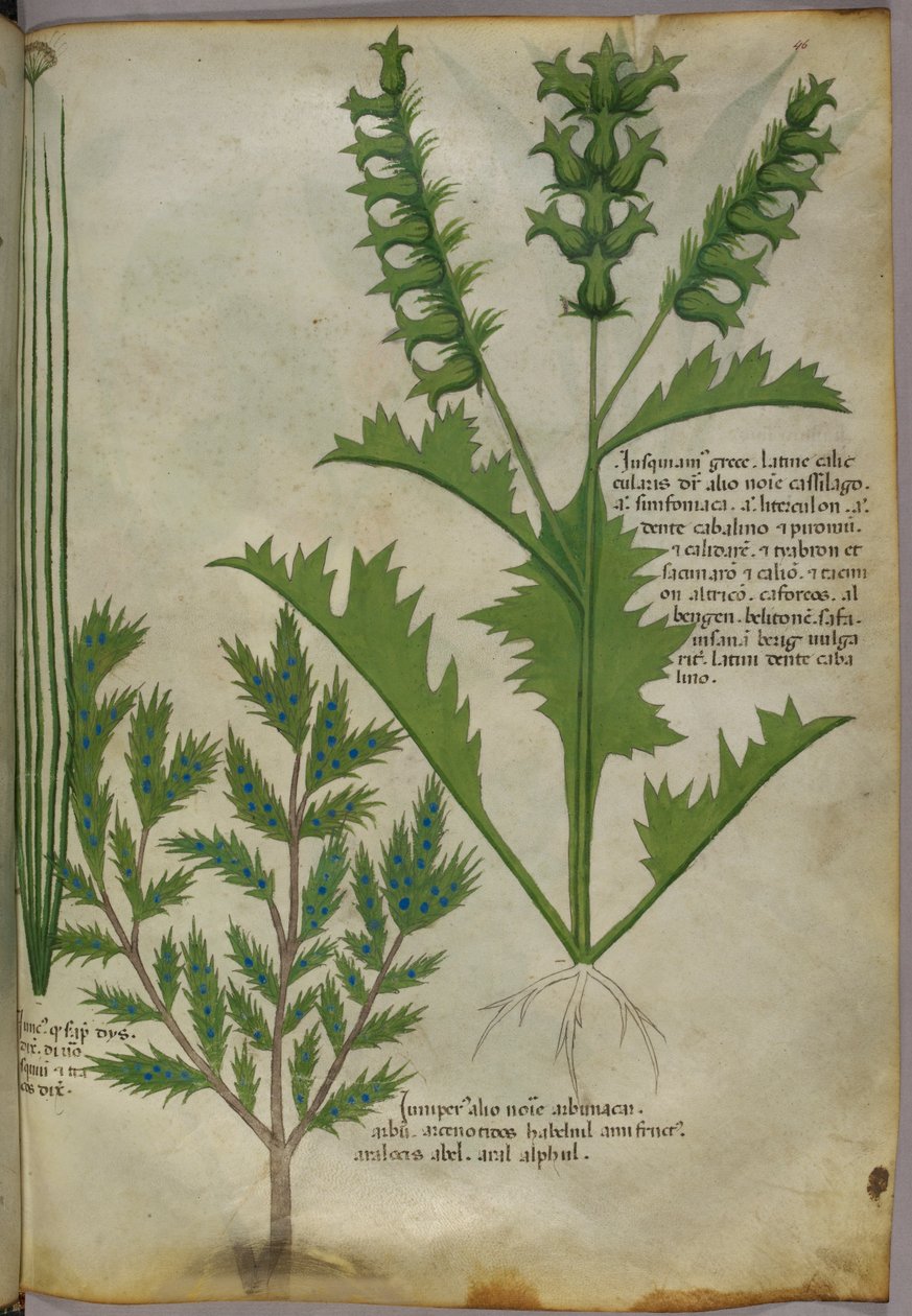 Botanisk illustration, ca 1440 (bläck  färg på pergament) av Italian School