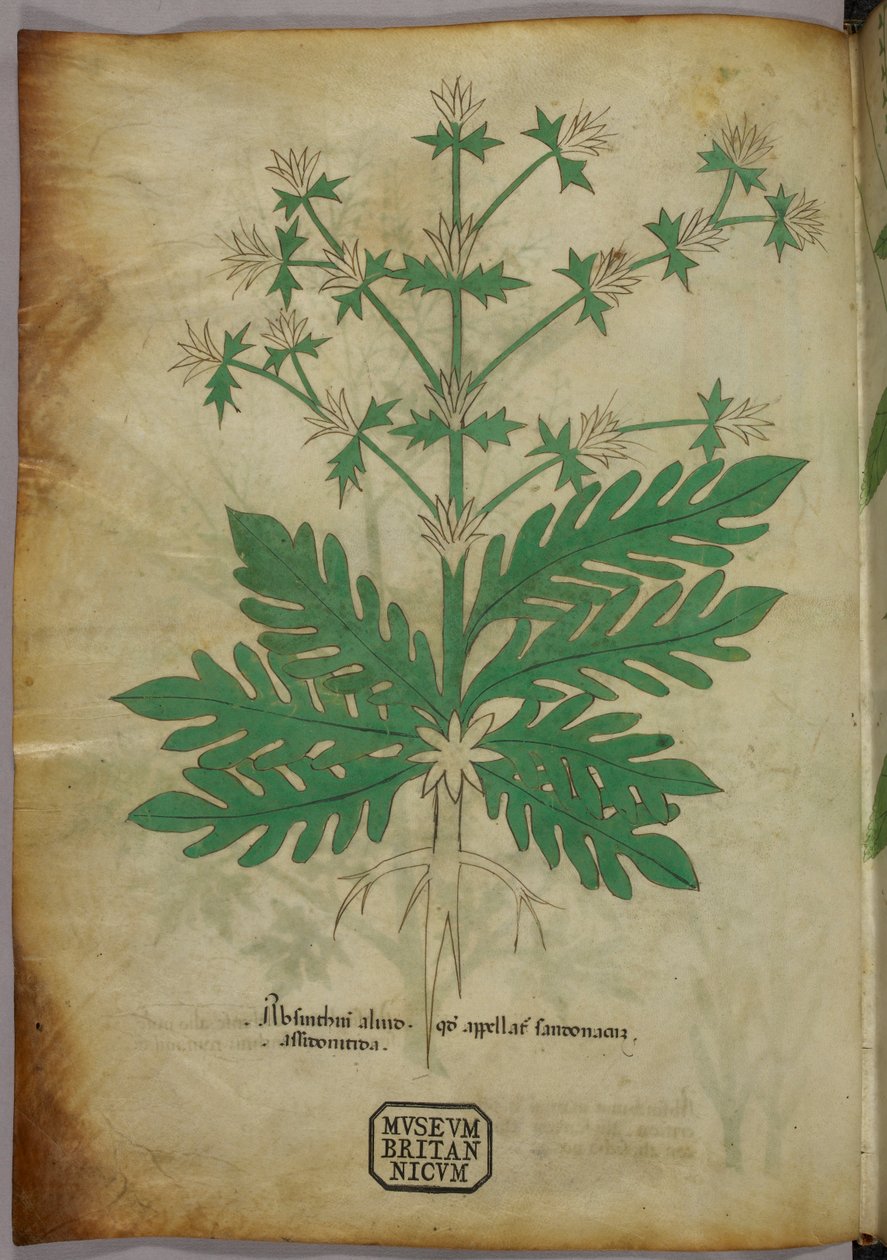 Botanisk illustration, ca 1440 (bläck  färg på pergament) av Italian School