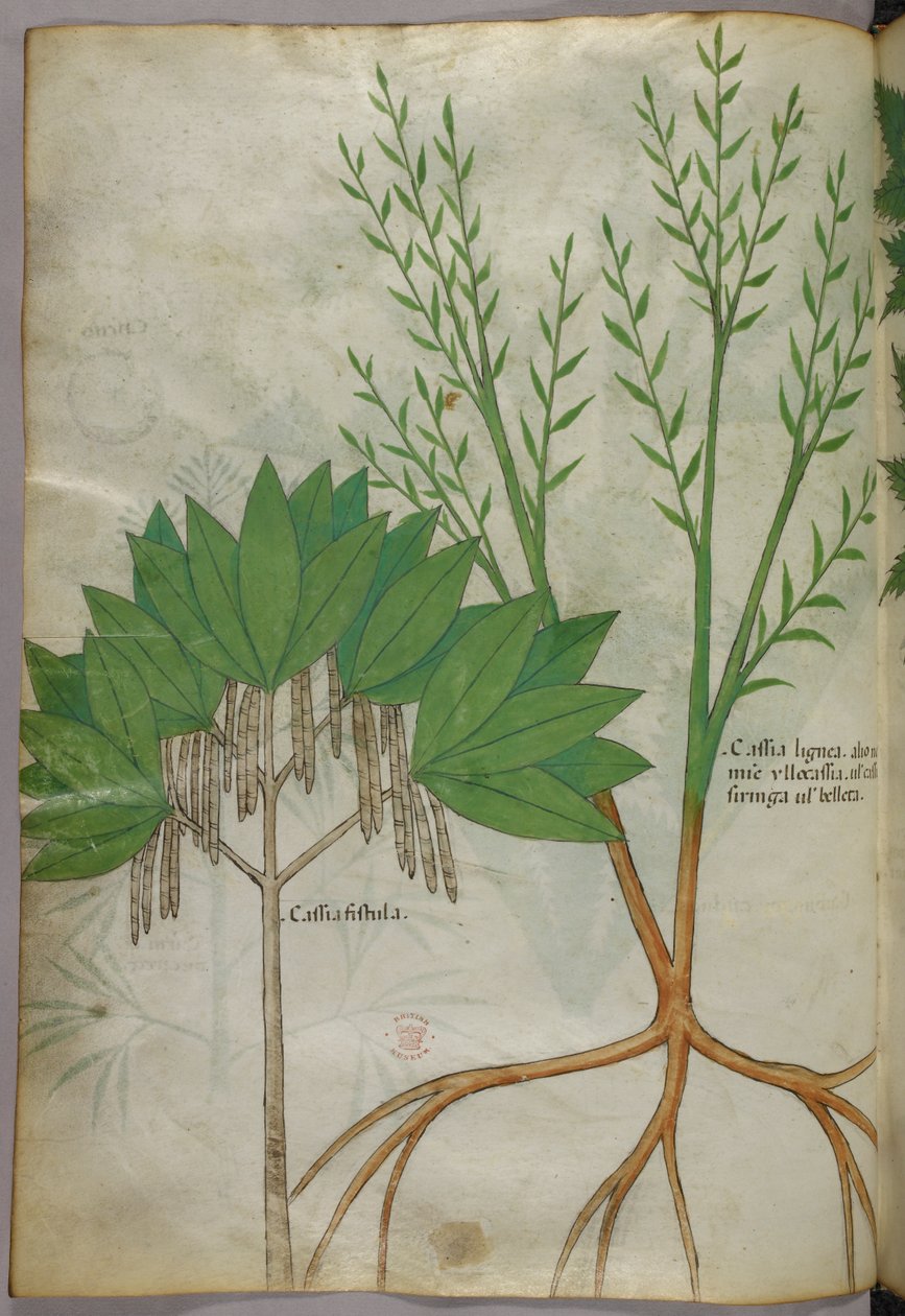 Botanisk illustration, ca 1440 (bläck  färg på pergament) av Italian School