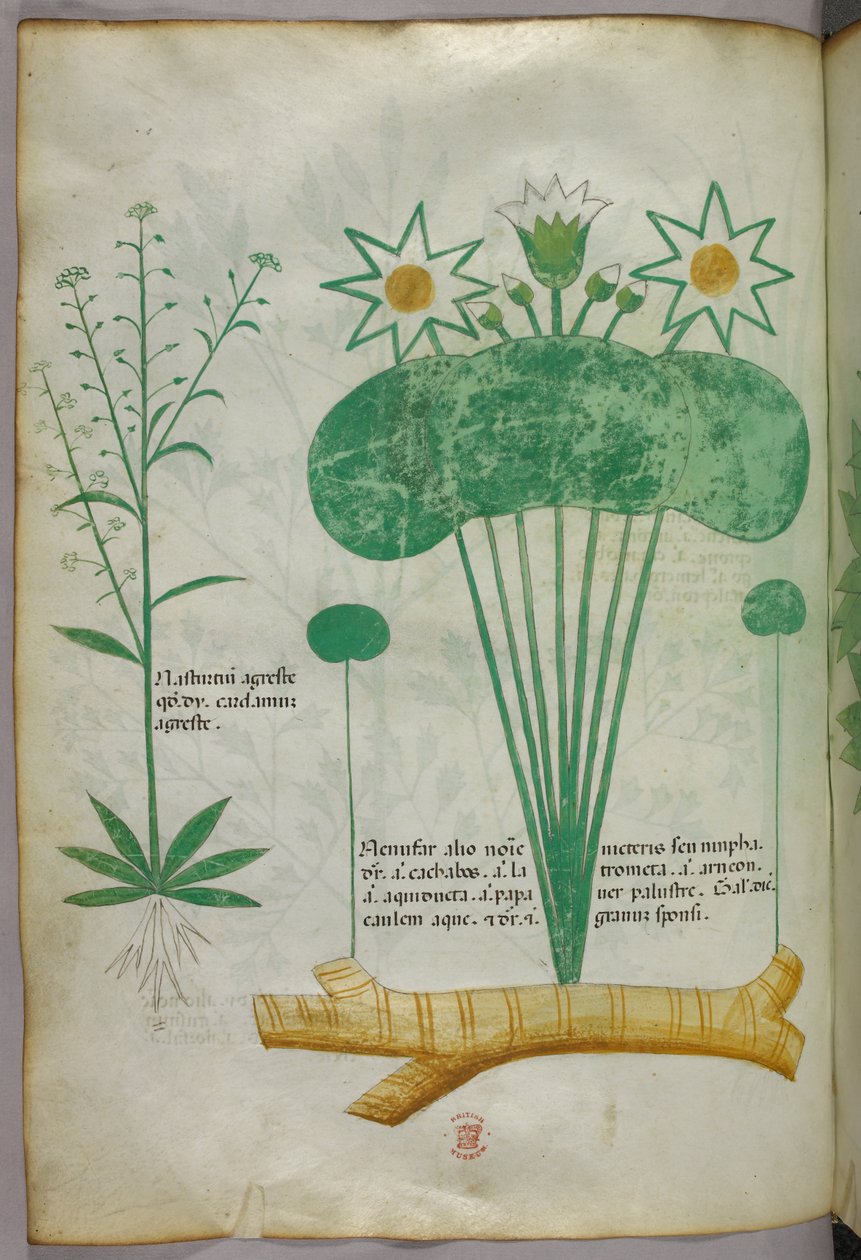 Botanisk illustration, ca 1440 (bläck  färg på pergament) av Italian School