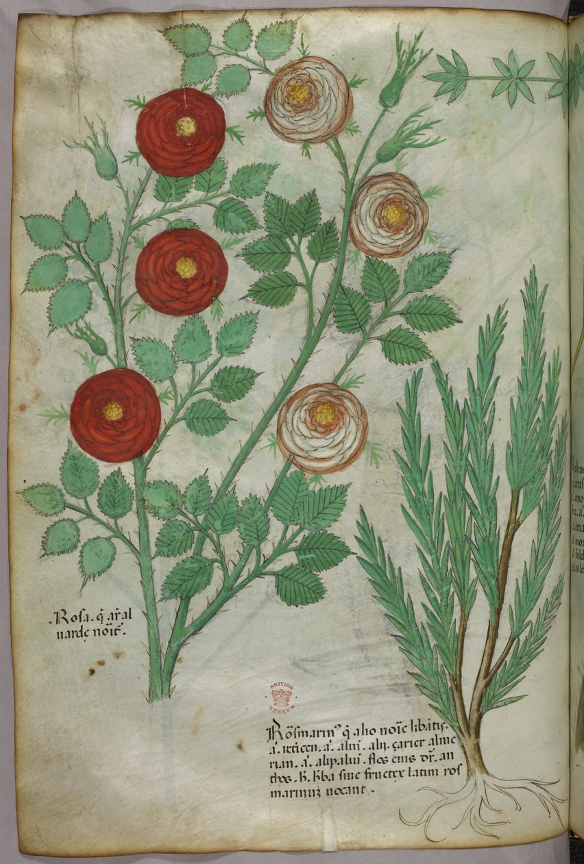 Botanisk illustration, ca 1440 (bläck  färg på pergament) av Italian School