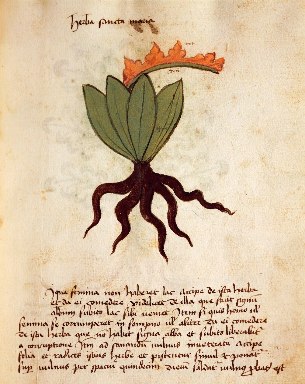 Kostbar eller balsamört (Tanacetum balsamita) av Italian School