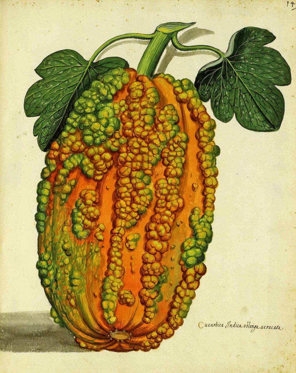 Heirloom Squash av Ulisse Aldrovandi av Italian School