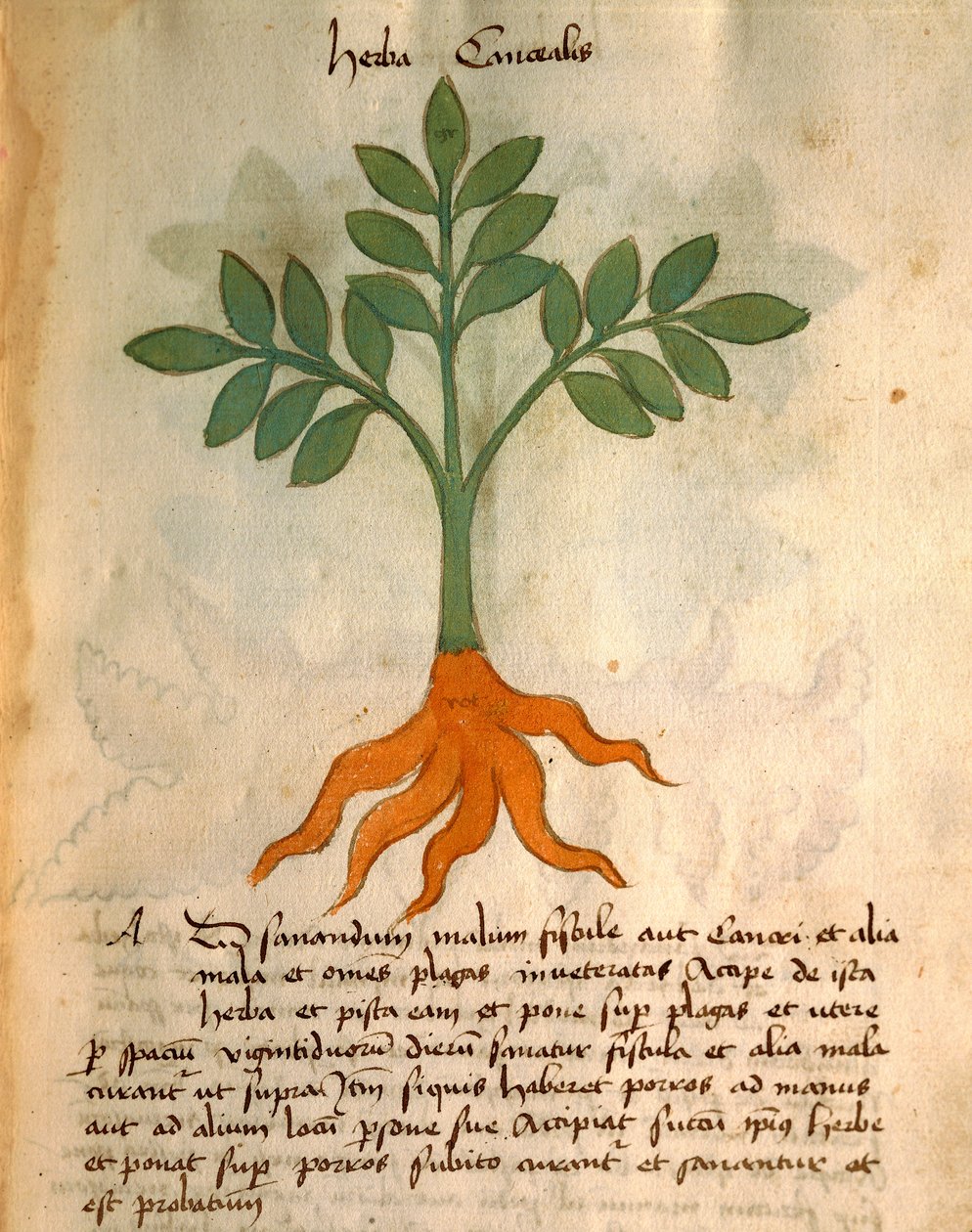 Herba Cancealis av Italian School