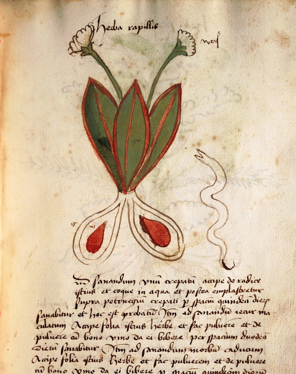 Herba Capillaria av Italian School