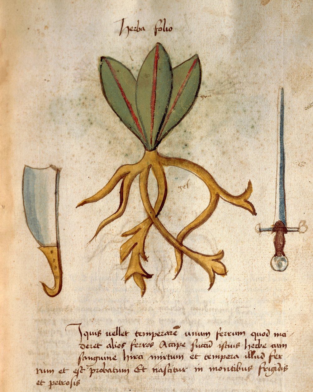 Herba Folio av Italian School