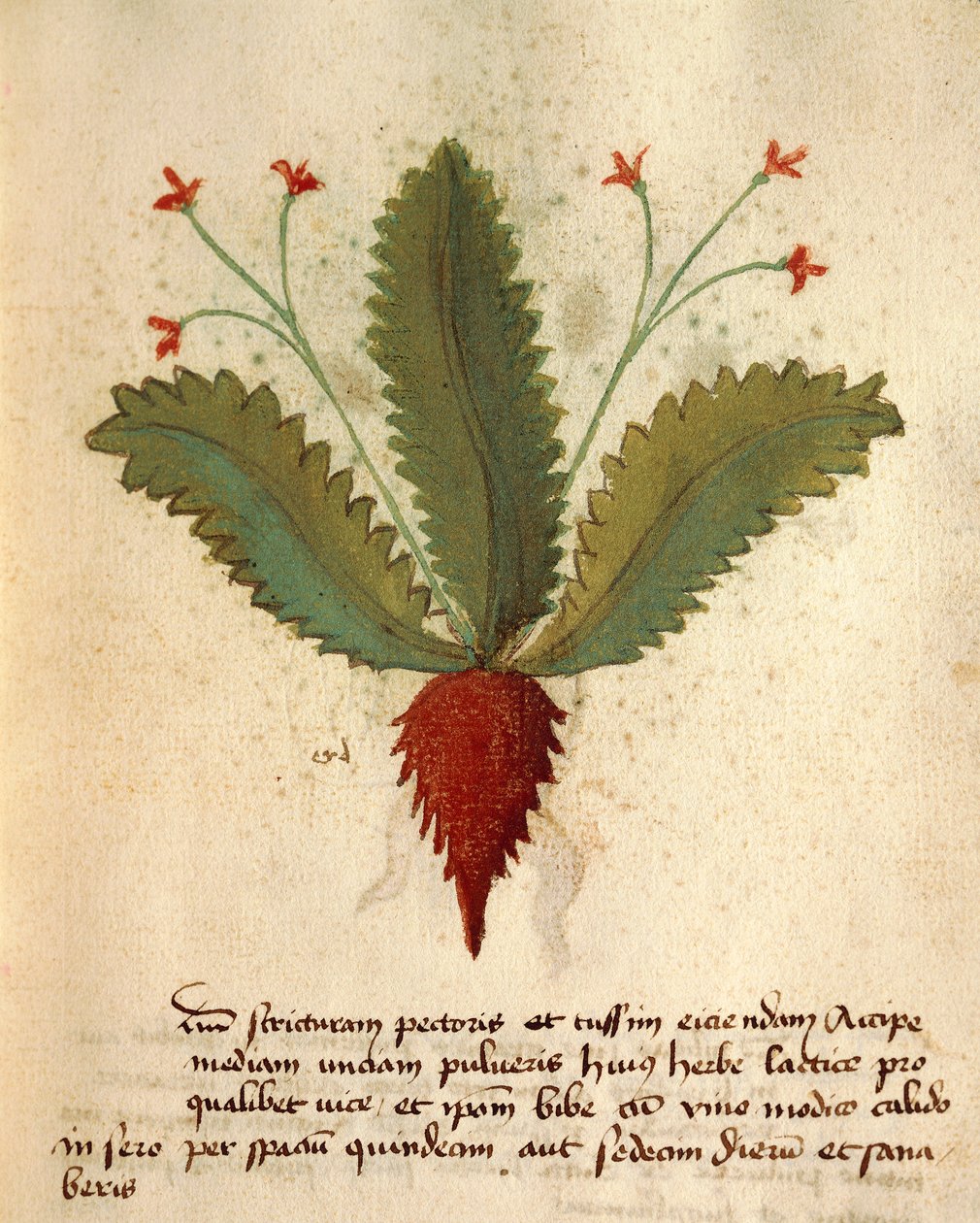 Herba Lactica av Italian School