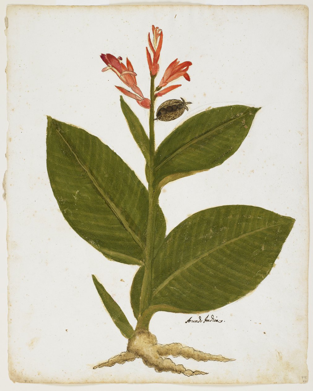 Indian Shot (Canna indica) (wc på papper) av Italian School