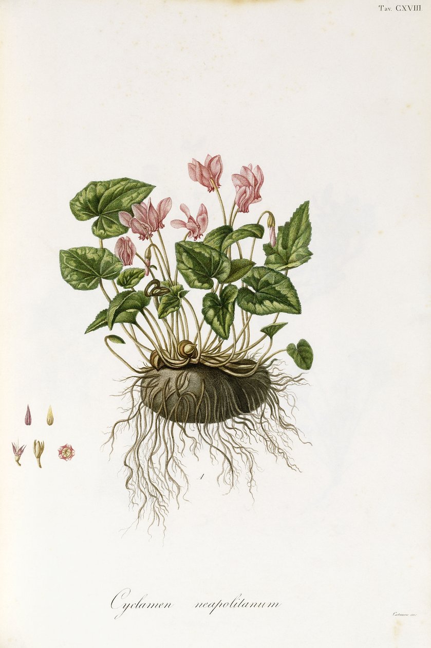 Murgrönabladiga cyklamen - Cyclamen Neapolitanum, 1811-1838 av Italian School