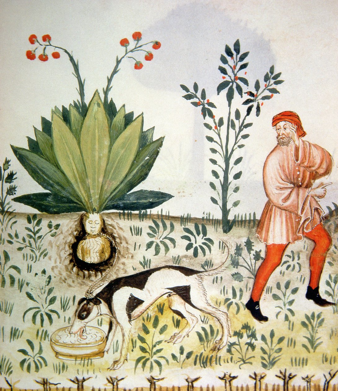 Nova 2644 fol.40r Mandrake, från Tacuinum Sanitatis av Italian School