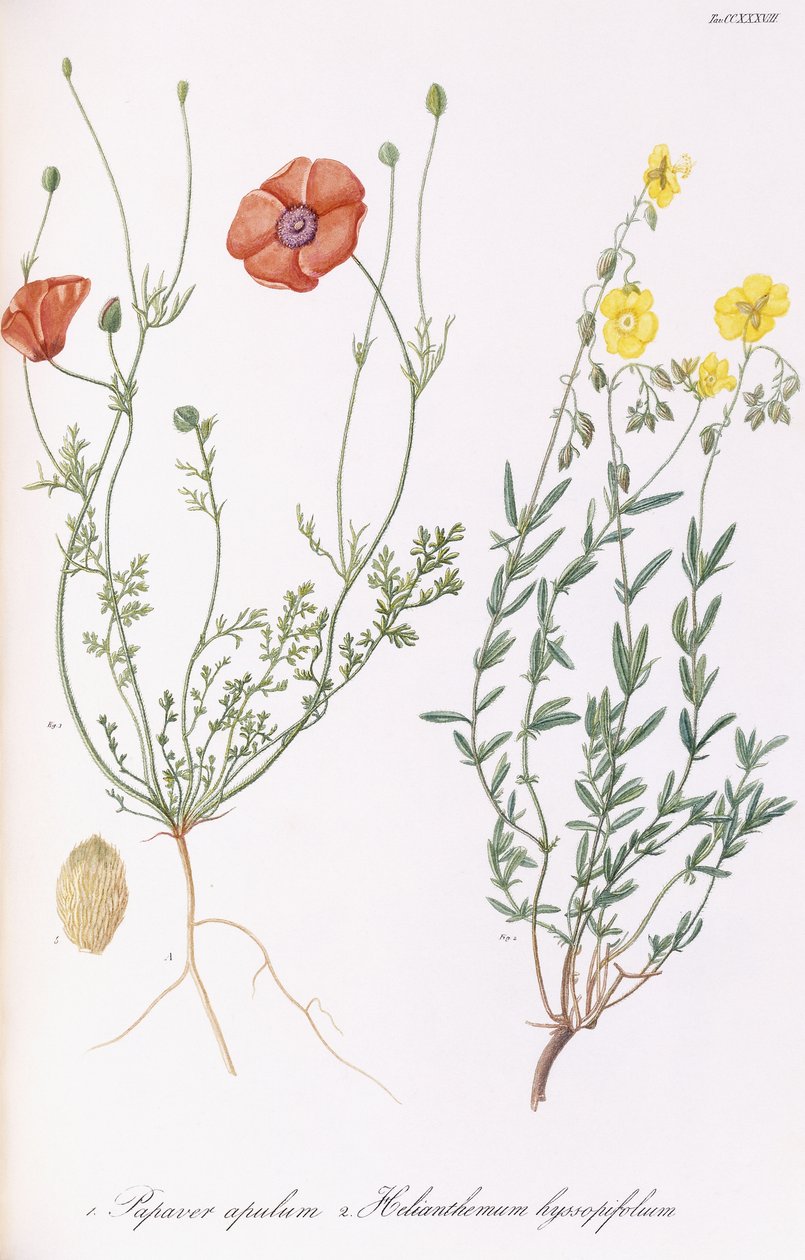 Vallmoapule och Helianthemum hyssopifol, 1811-1838 av Italian School
