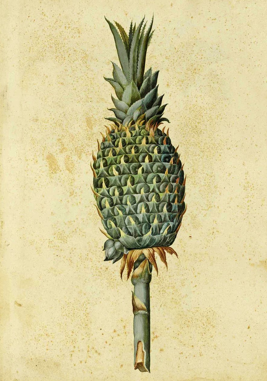 Ananas av Ulisse Aldrovandi av Italian School