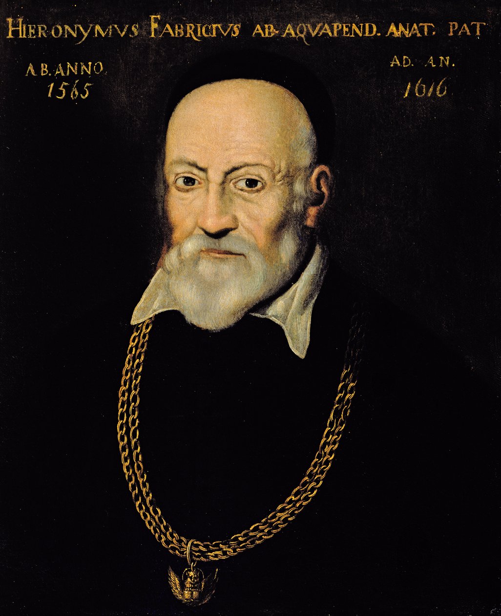 Porträtt av Hieronymus Fabricius av Italian School