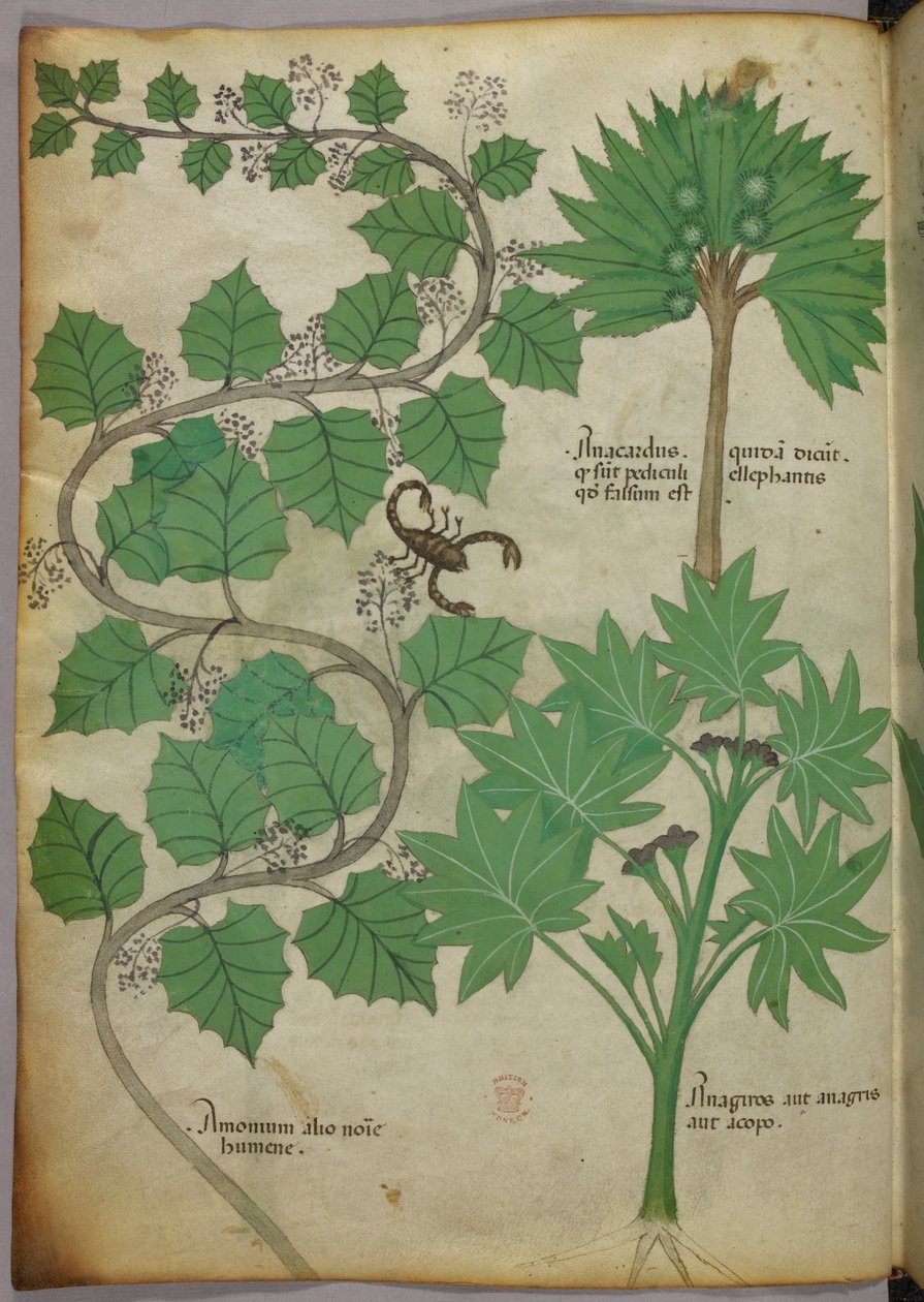 Sloane 4016 f.3v Botanical Illustration, c.1440 (vellum) av Italian School