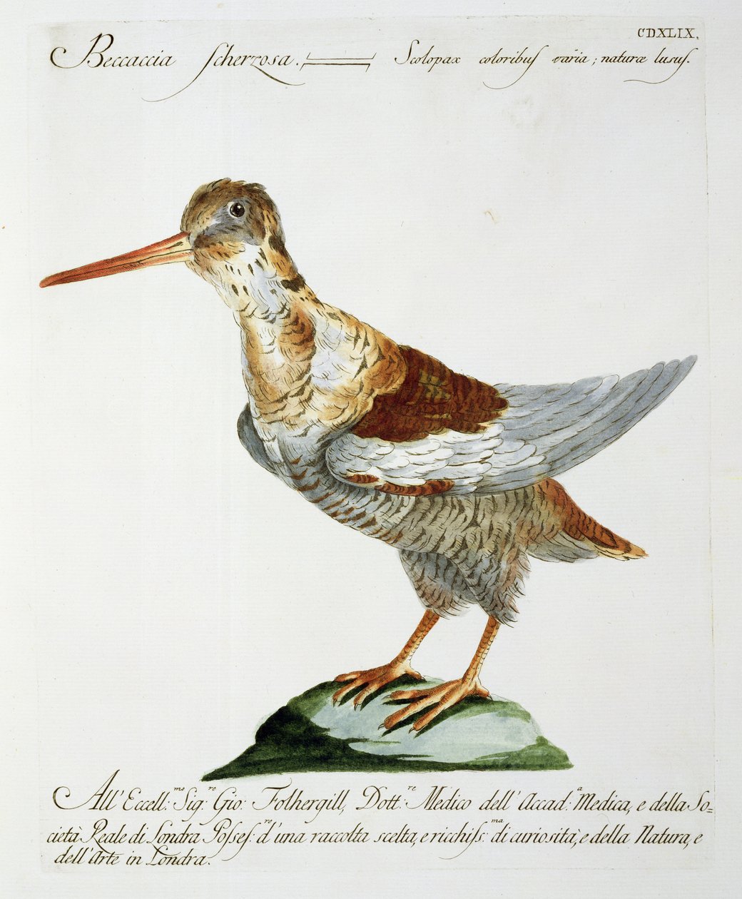 Snipe, ca 1767-76 (handfärgad gravyr) av Italian School
