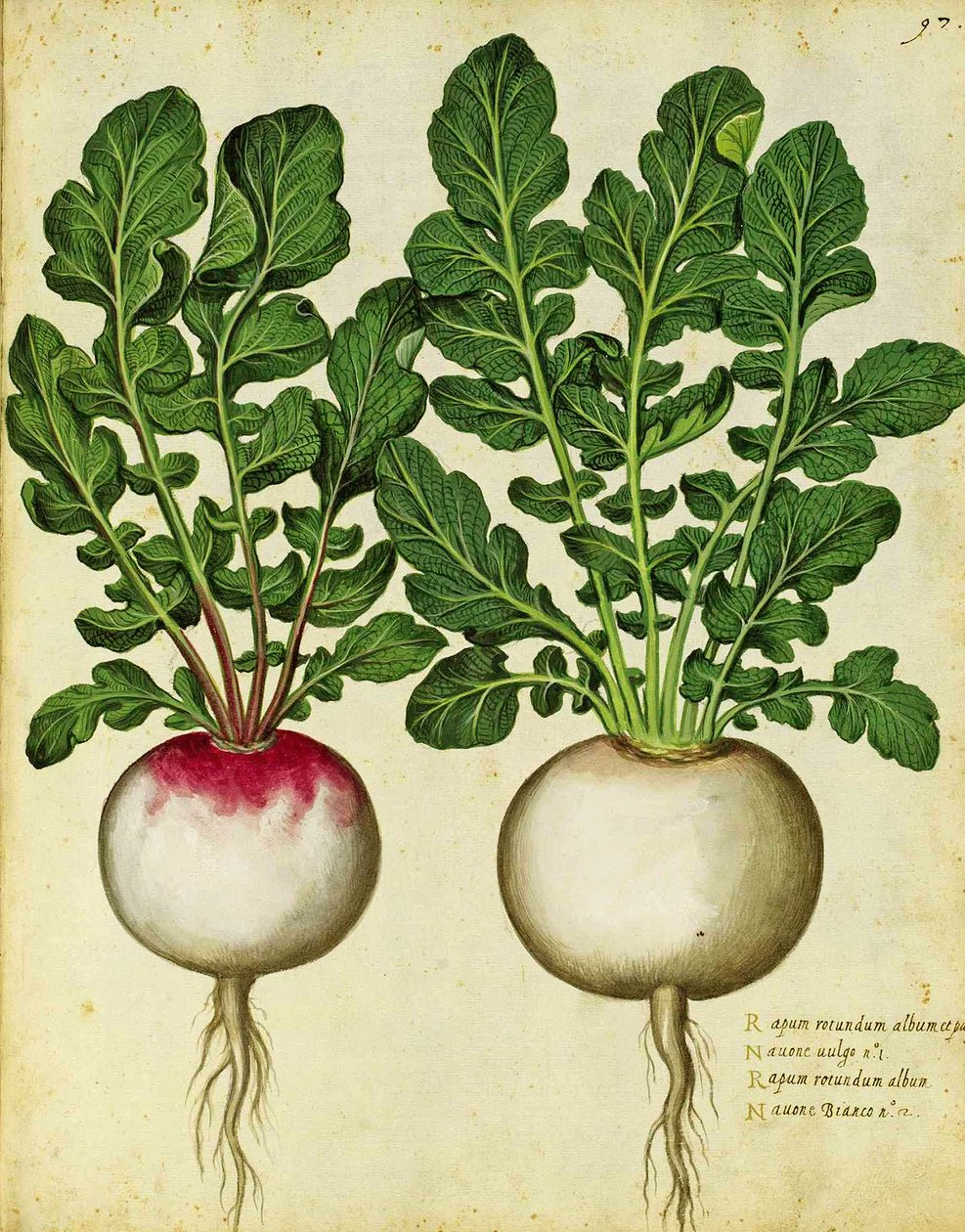Rova av Ulisse Aldrovandi av Italian School