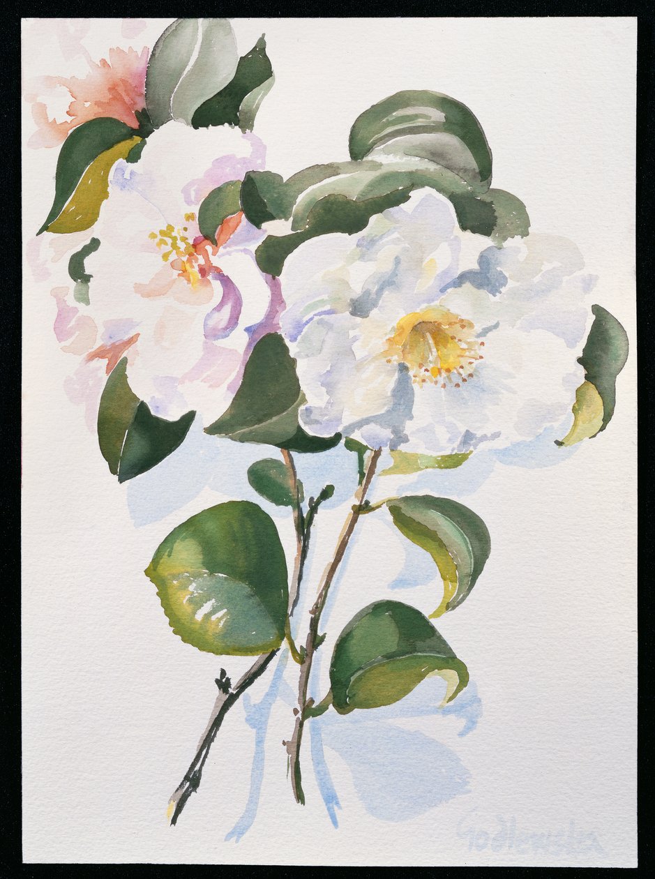 Camelia, 1998 (wc på papper) av Izabella Godlewska de Aranda