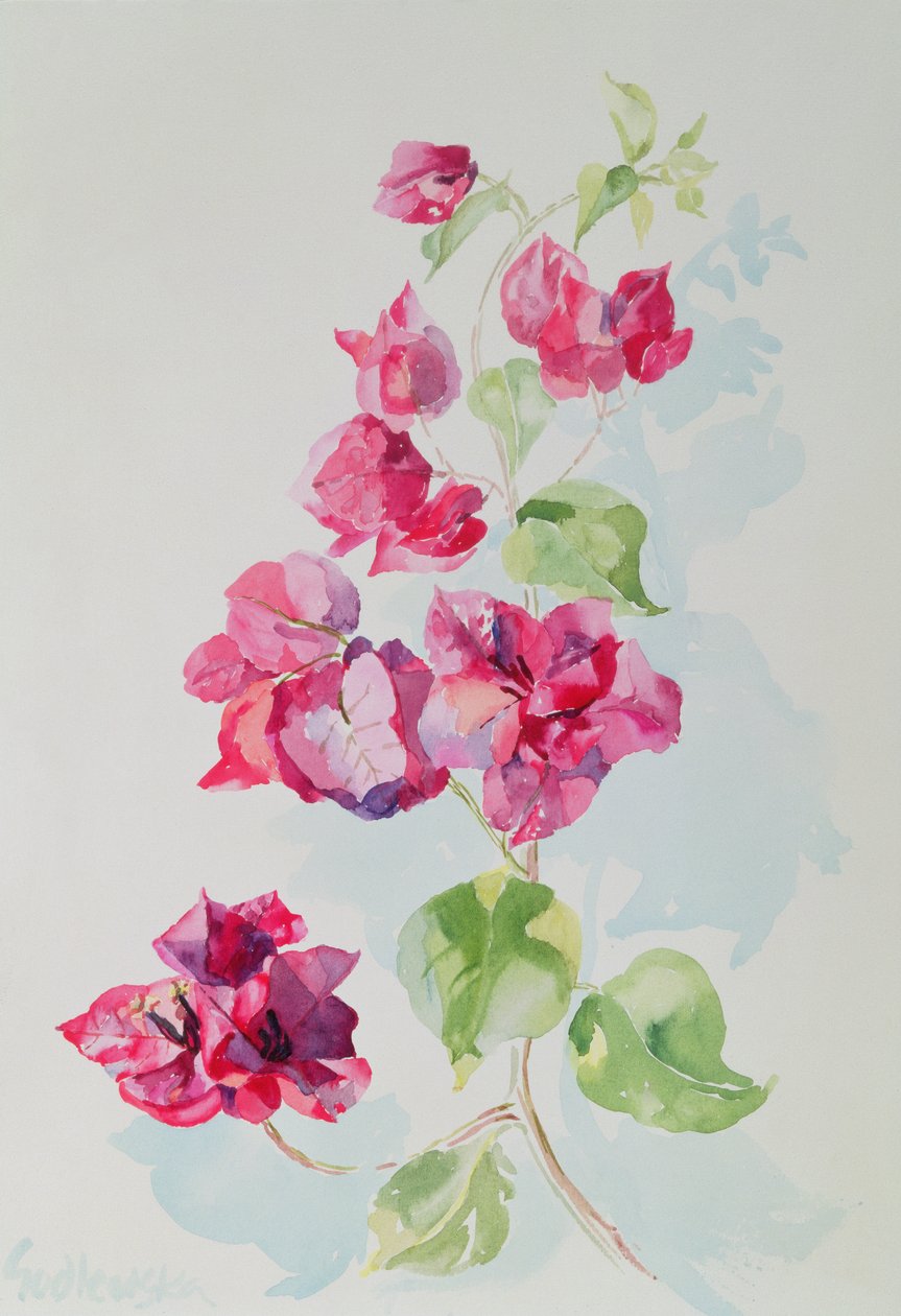 No.2 Bougainvillea Red (wc) av Izabella Godlewska de Aranda