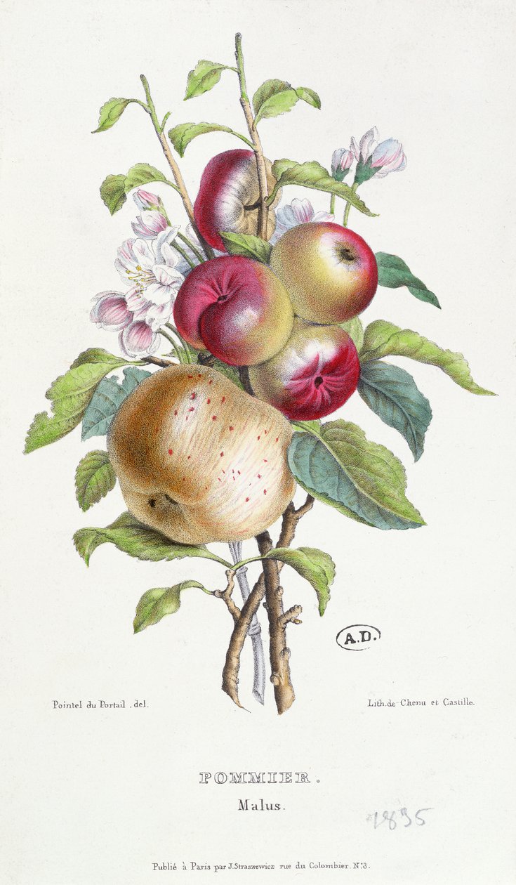 Äppelträd (Malus), c.1835 av J. B. Pointel du Portail