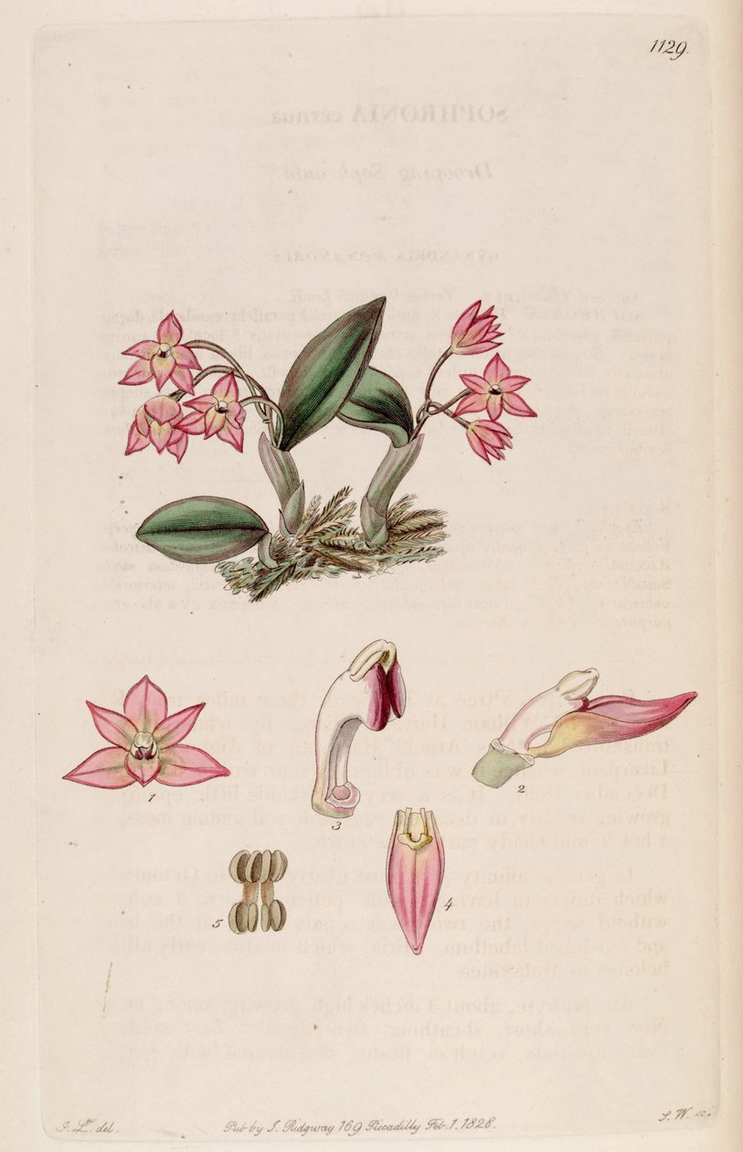 Illustration of Sophronitis cernua (as syn. Sophronia cernua) av J. L.