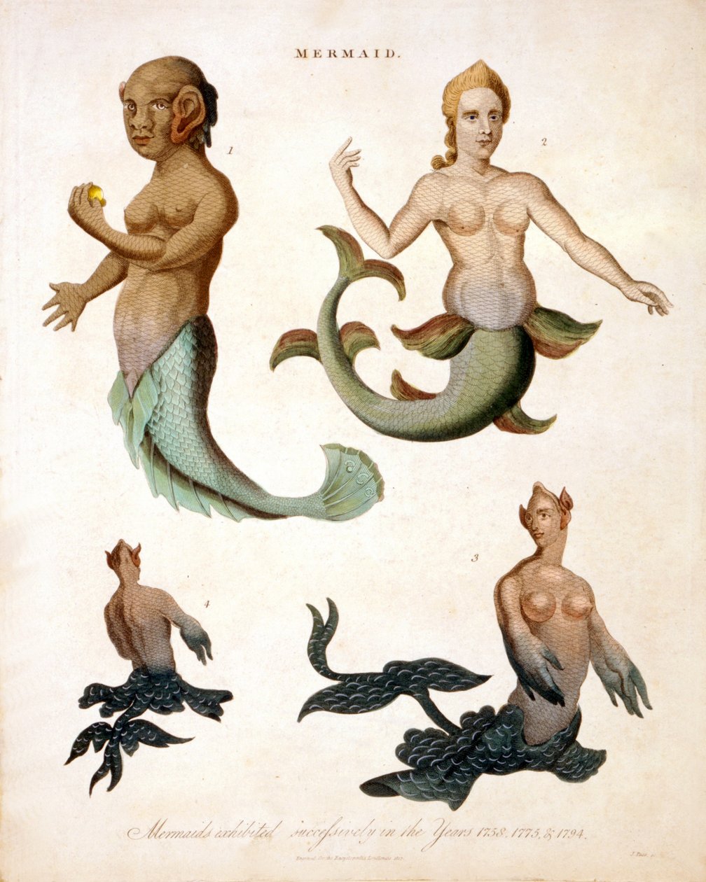 Sjöjungfru, från Encyclopaedia Londinensis, 1817 färgad gravyr av J. Pass