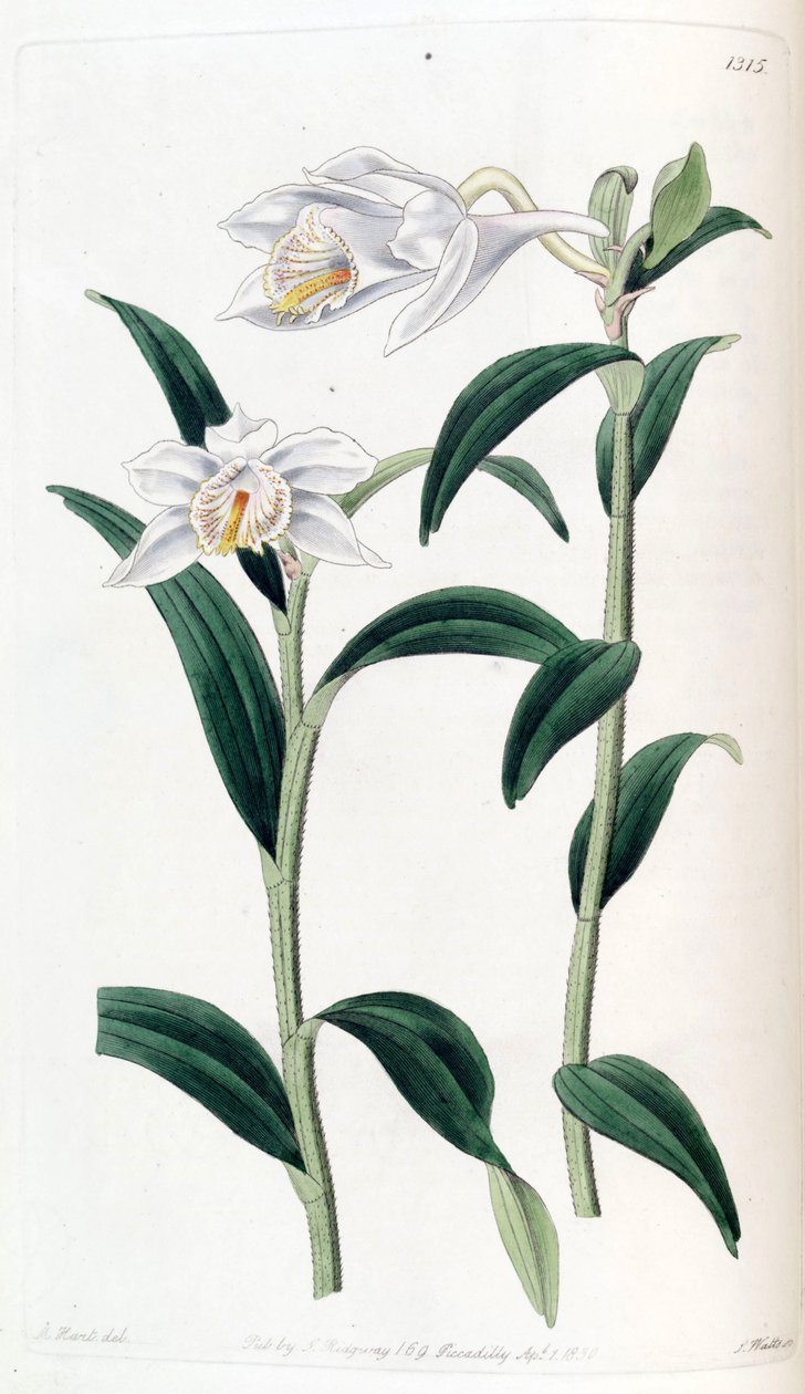 Dendrobium longicornu av Jams  Watts