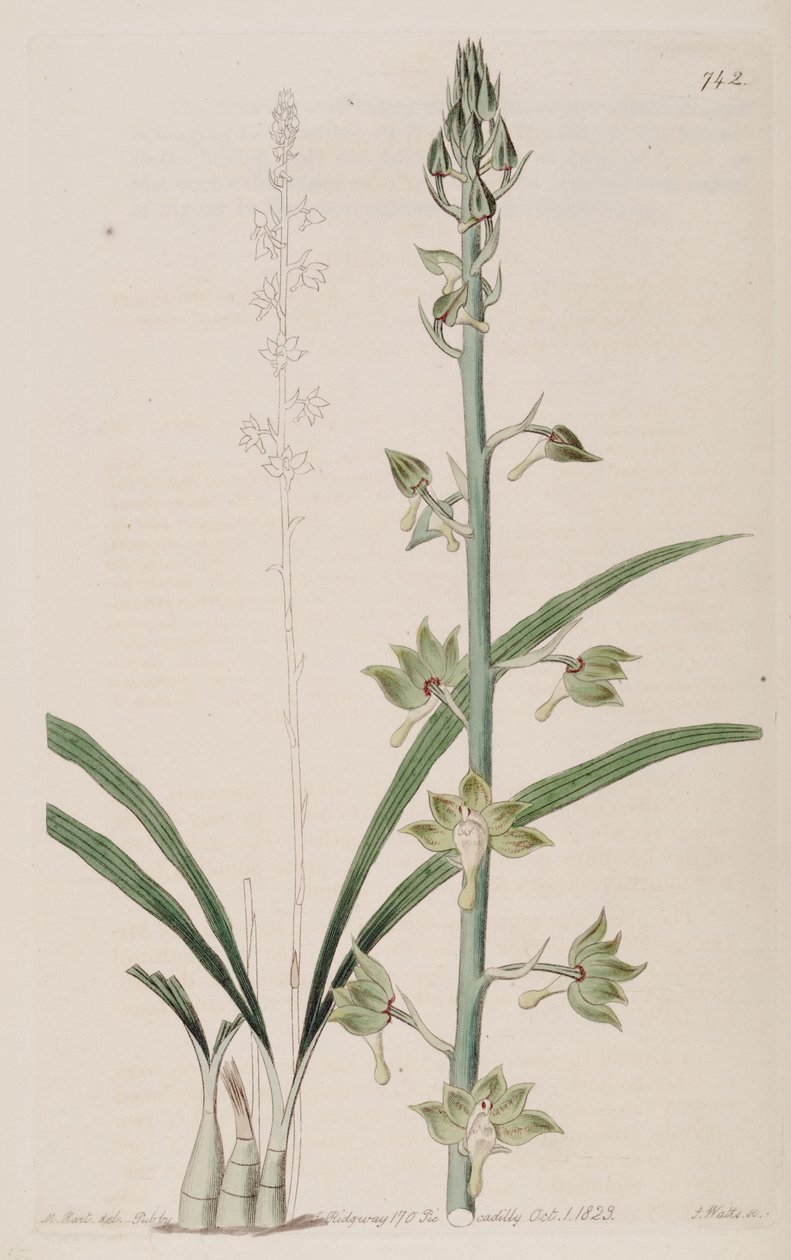 Illustration of Eulophia gracilis av Jams  Watts