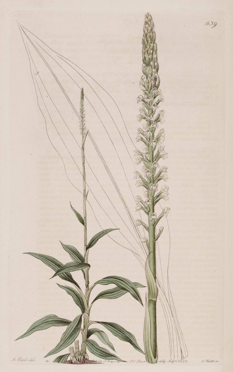 Illustration of Goodyera procera (as syn. Neottia procera) av Jams  Watts