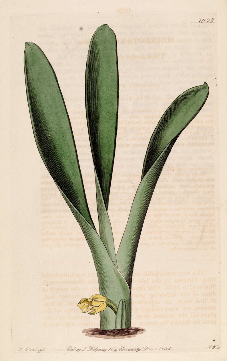Illustration of Heterotaxis sessilis  (as syn. Heterotaxis crassifolia) av Jams  Watts