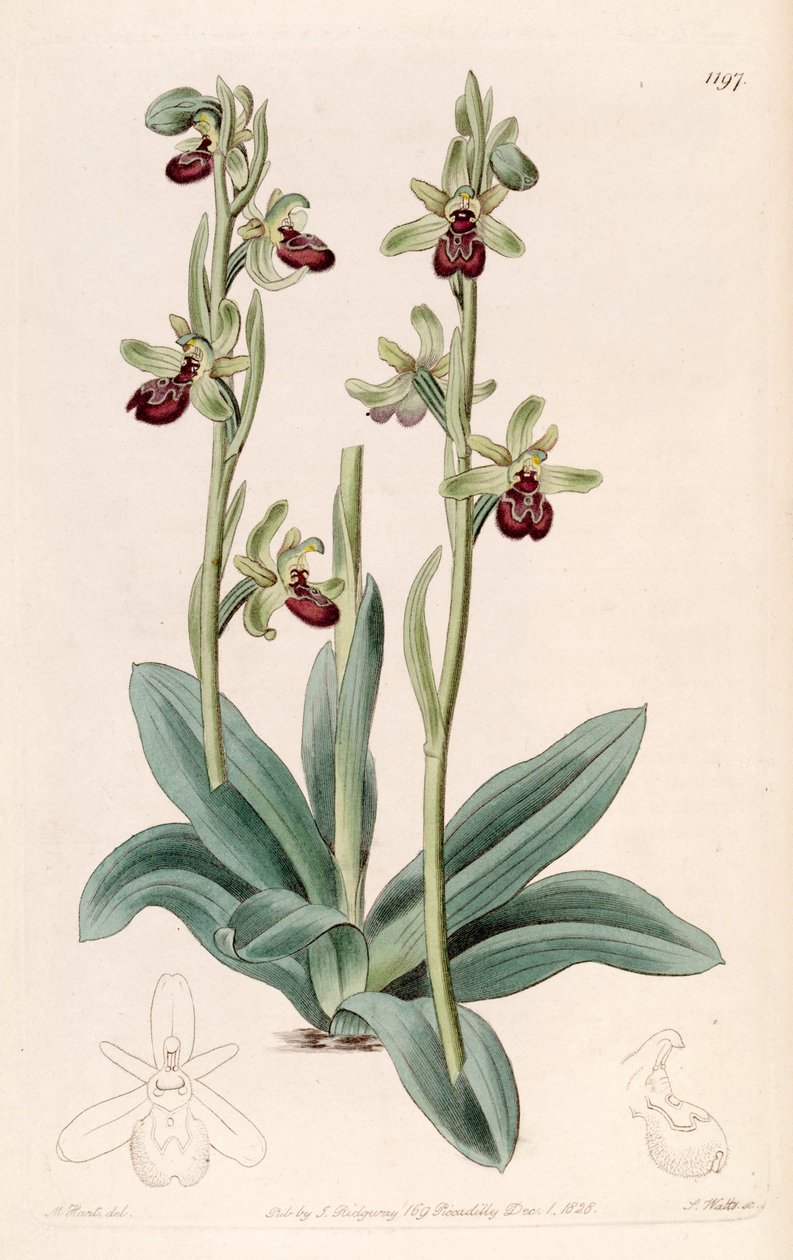 Illustration of Ophrys sphegodes (as syn. Ophrys aranifera, spelled araneifera) av Jams  Watts