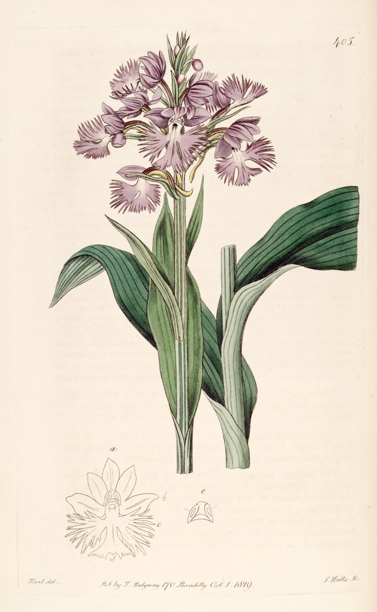 Illustration of Platanthera grandiflora   (as syn. Habenaria fimbriata) av Jams  Watts