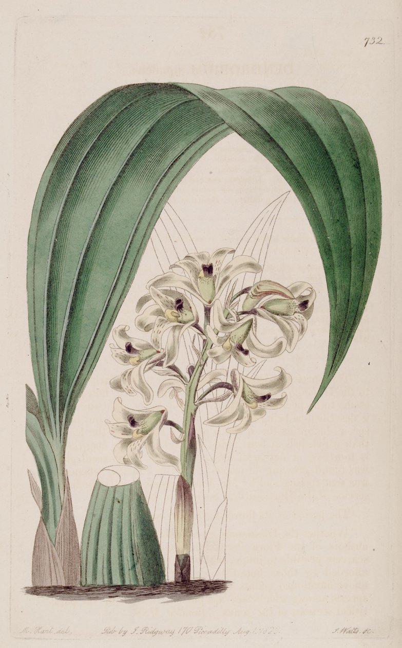 Illustration of Xylobium squalens (as syn. Dendrobium squalens) av Jams  Watts