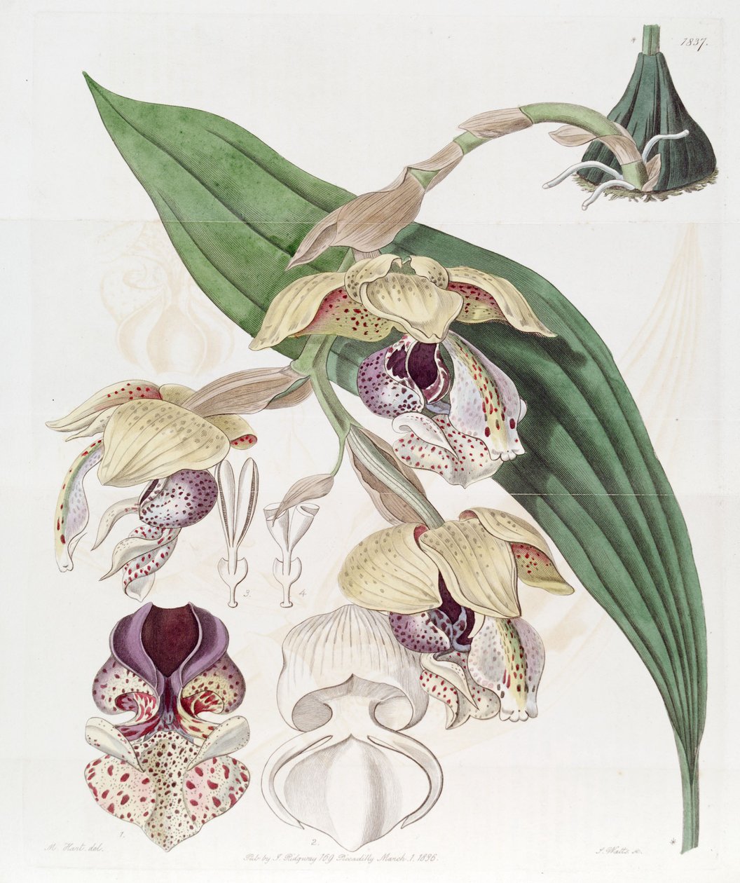 Stanhopea insignis av Jams  Watts
