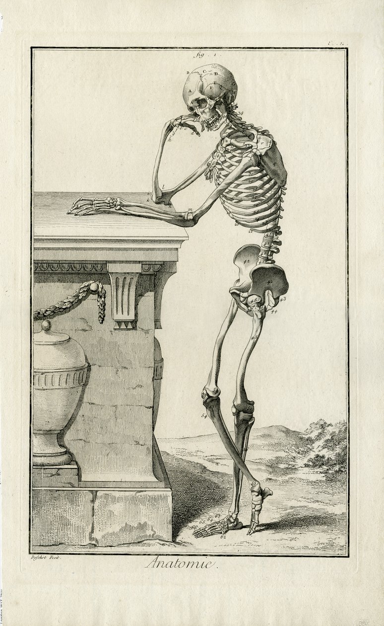 Anatomi - anatomisk studie av ett skelett av J.A. Defehrt