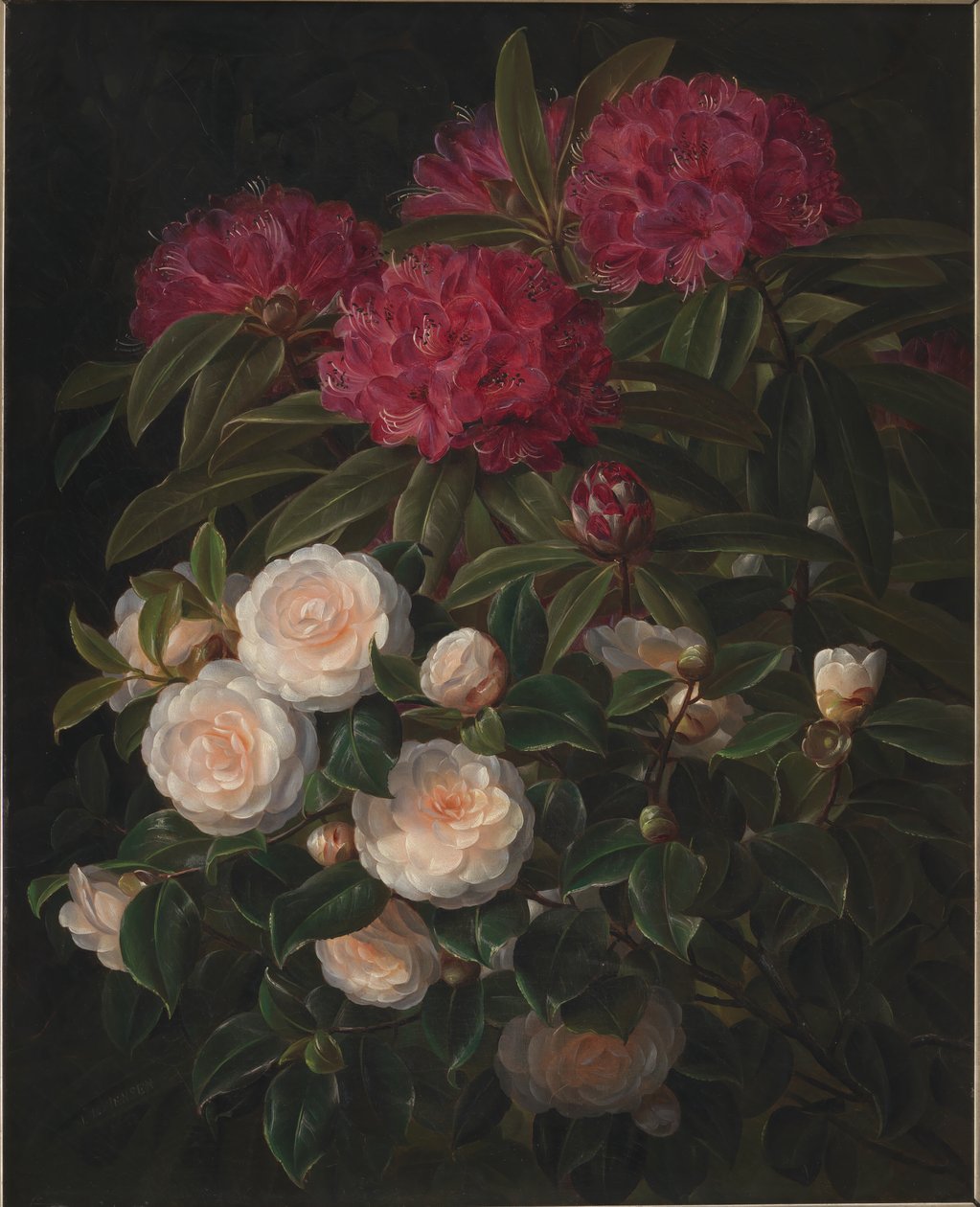 Kamelia och rhododendron av J.L. Jensen