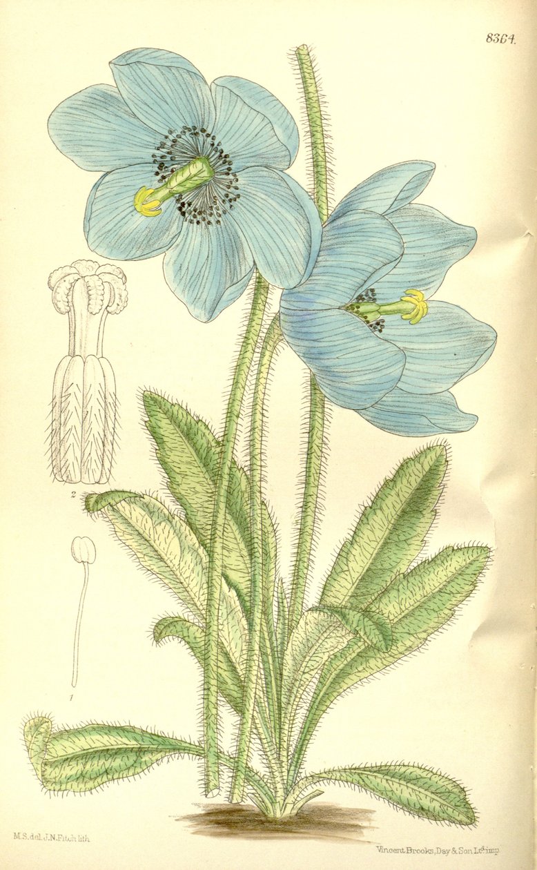 Meconopsis simplicifolia, Papaveraceae av J.N. Fitch