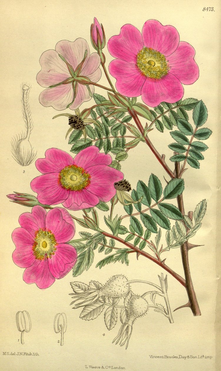 Rosa_sertata. av J.N. Fitch
