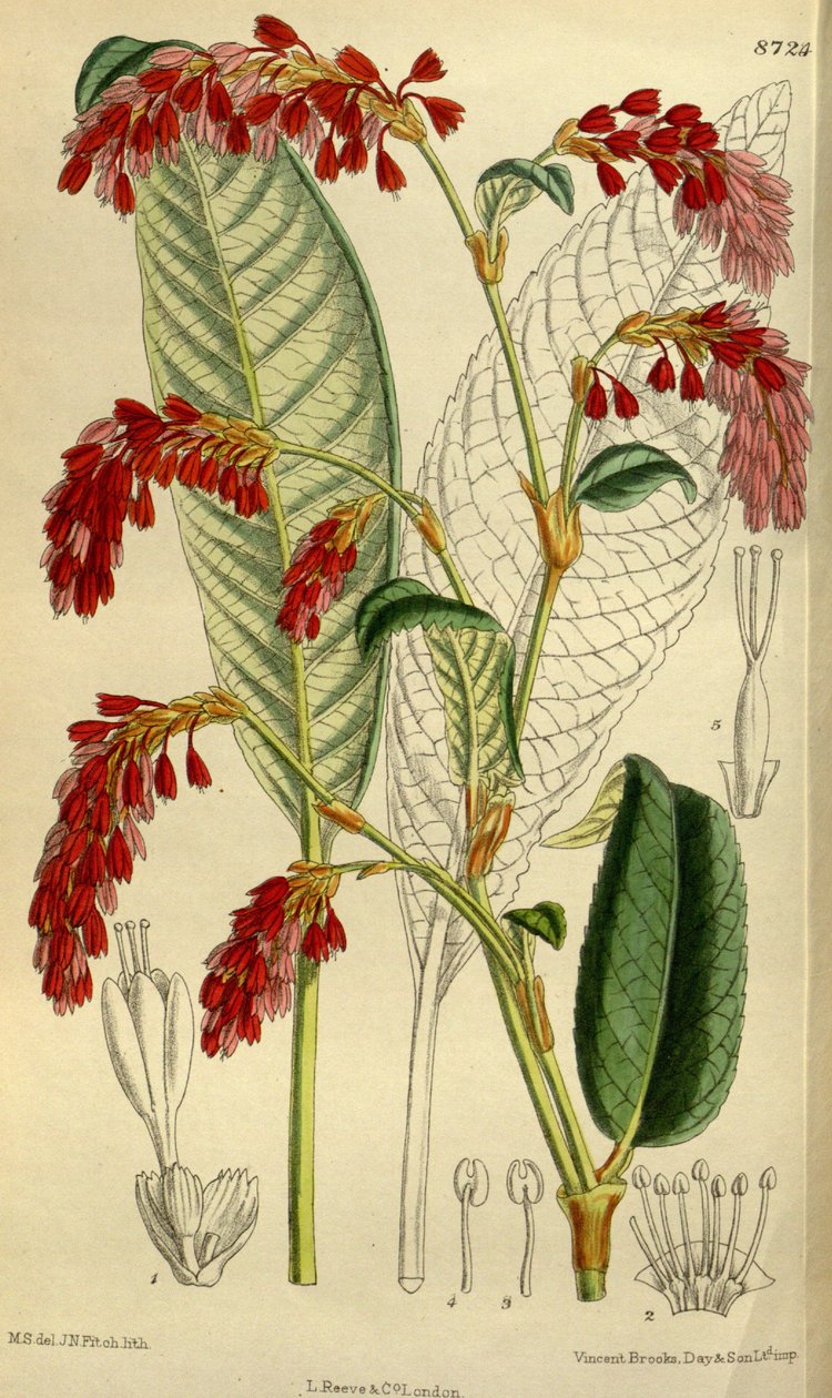 Polygonum Griffithii av J.N. Fitch