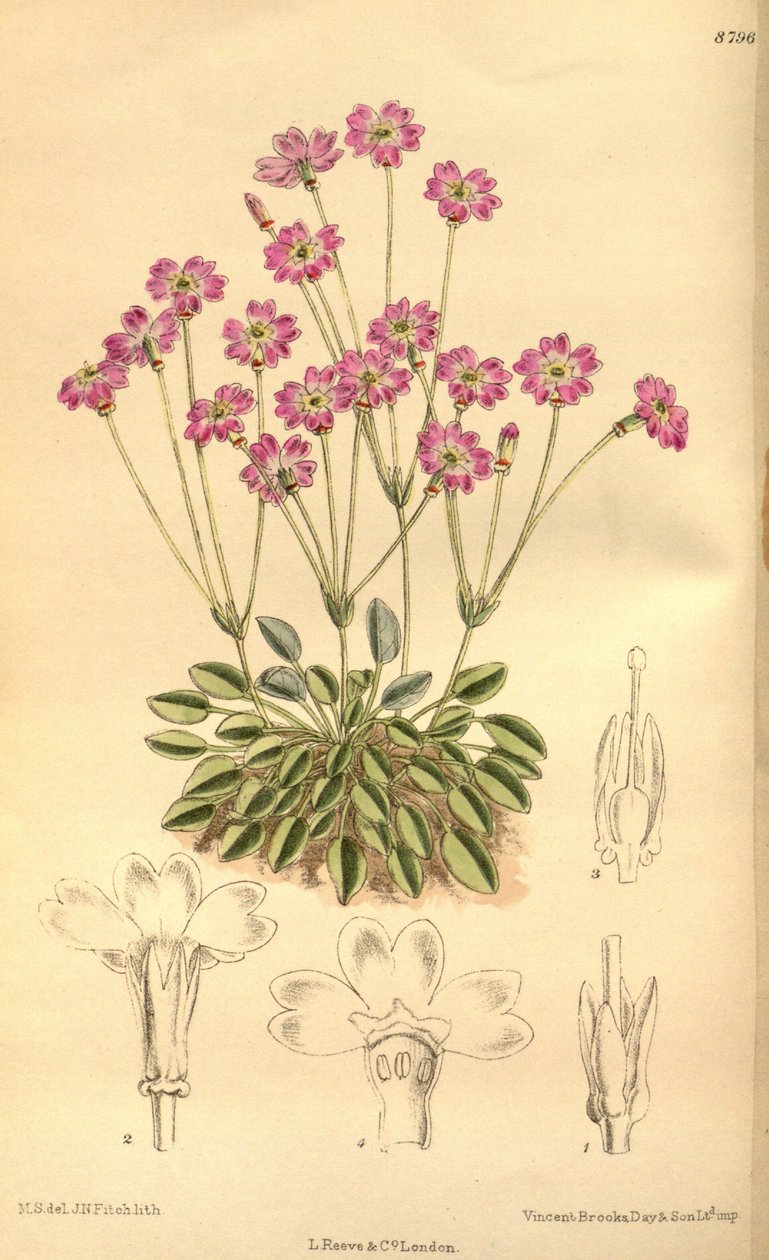 Daisy Tibica, Primulaceae av J.N. Fitch