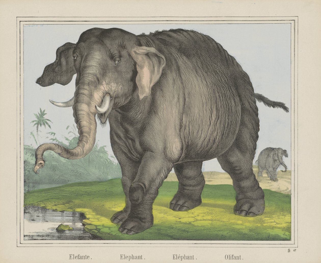 Elefant. / Elefant. / Elefant. / Olifant (titel på objekt) av J. Scotti