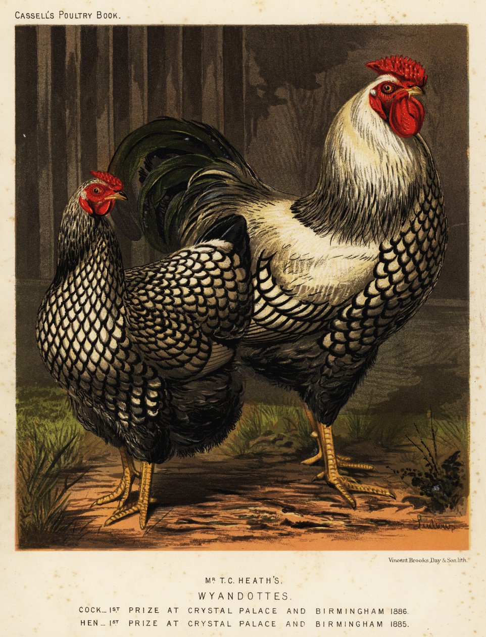 Amerikanska Wyandotte-kycklingar av J. W. (after) Ludlow