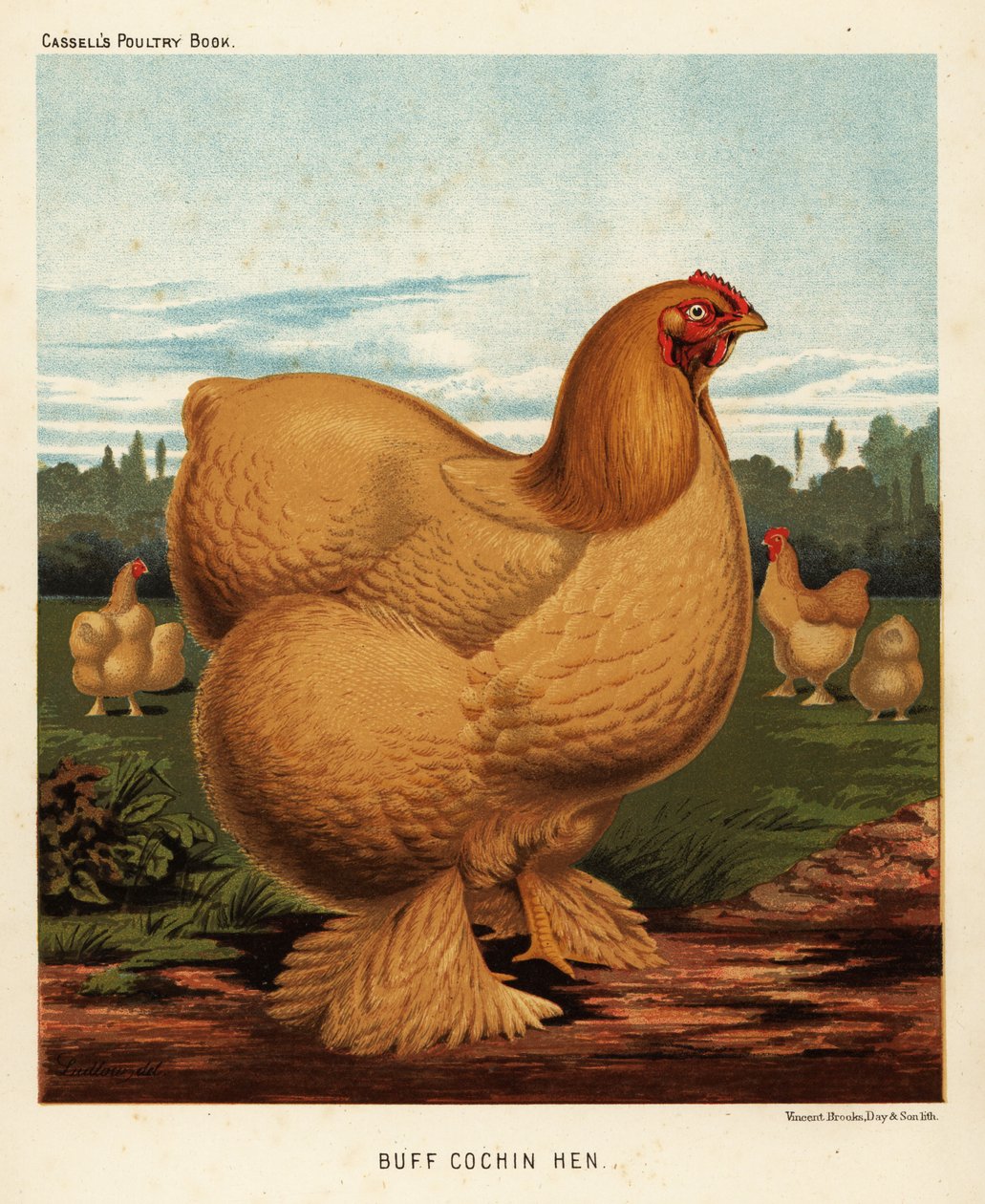 Buff cochin höna av J. W. (after) Ludlow