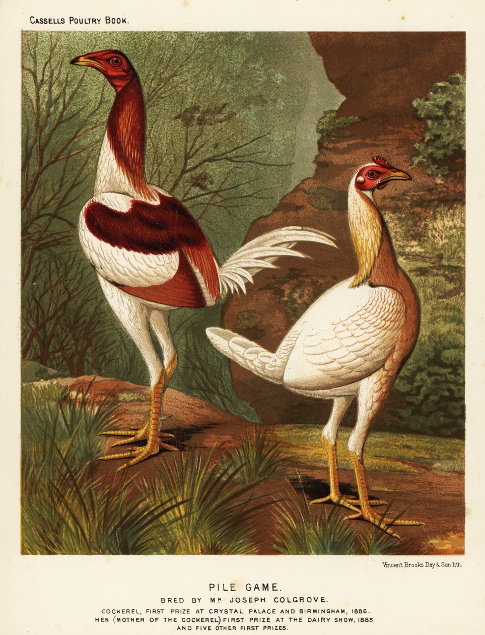 Högspel, tupp och höna av J. W. (after) Ludlow