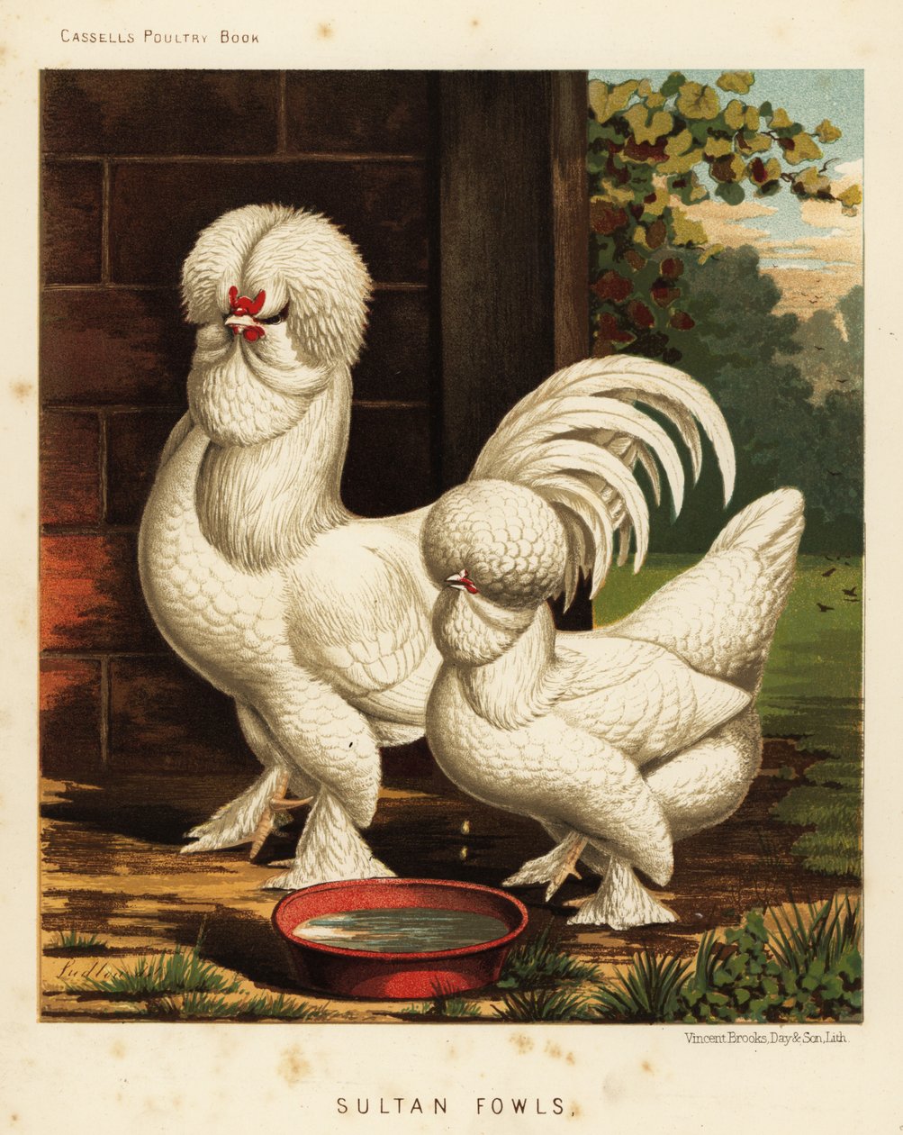 Sultanhöns, Gallus tamtupp av J. W. (after) Ludlow