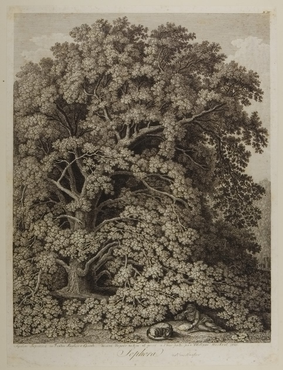 Sophora av Jacob Philippe Hackert