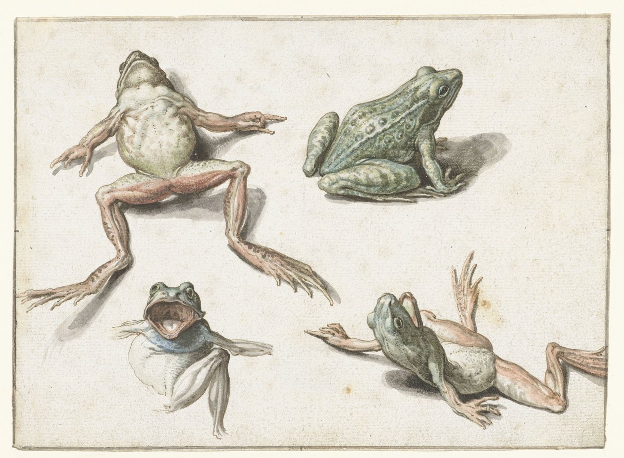 Fyra studier av en groda av Jacob de Gheyn (II)