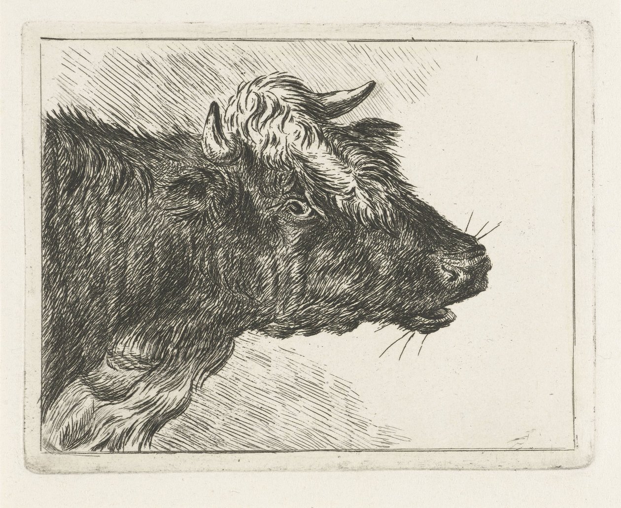 Rytande oxe av Jacobus Cornelis Gaal