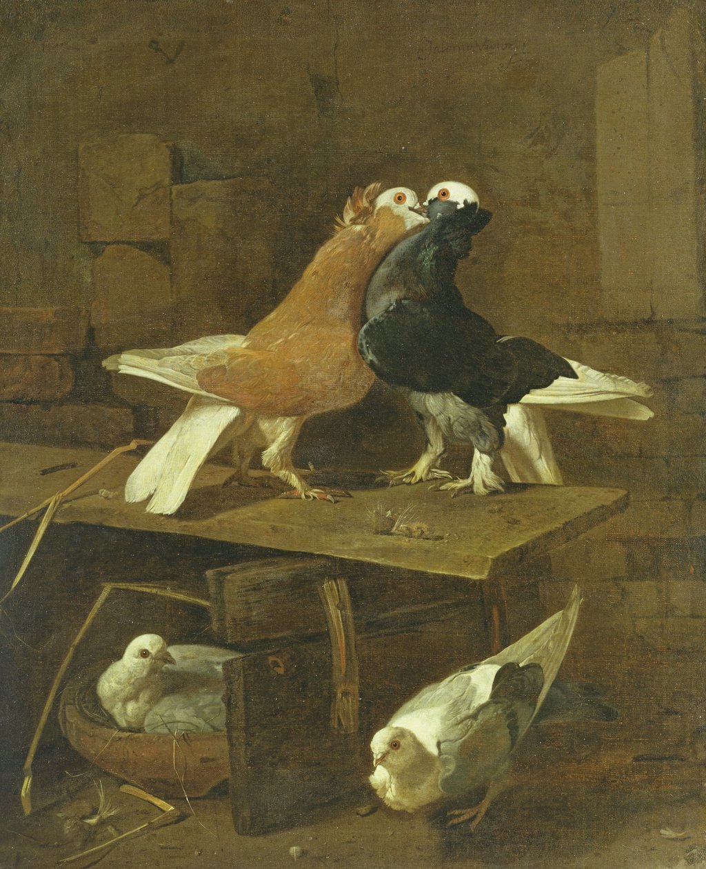 Duvor av Jacomo Victors