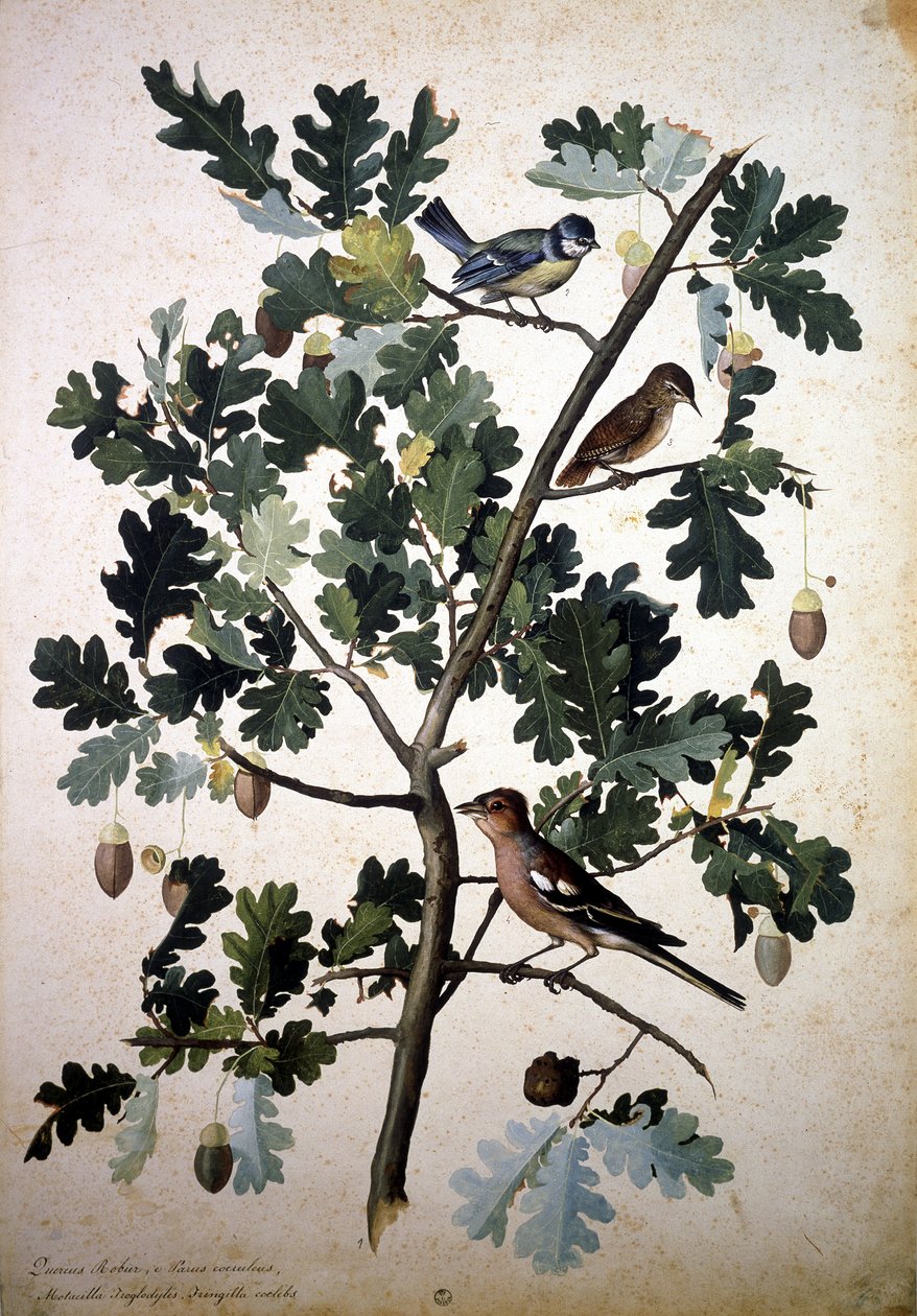 Herbarium: Quercus av Jacopo Ligozzi